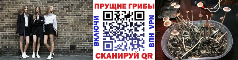 Галлюциногенные грибы GOLDEN TEACHER  как найти наркотики  Котлас 